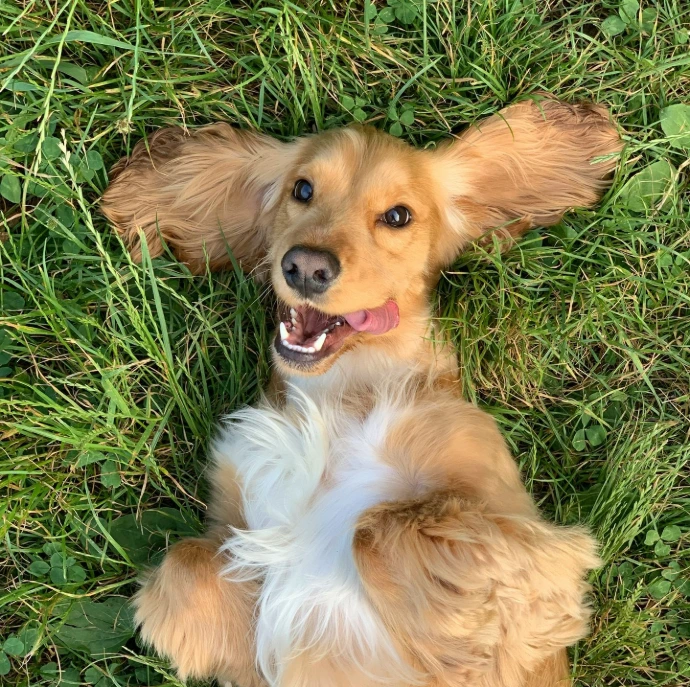 brown and white long coated small dog lying on green grass