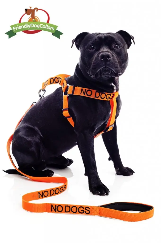 no-dogs_harness+lead-681x1024.webp