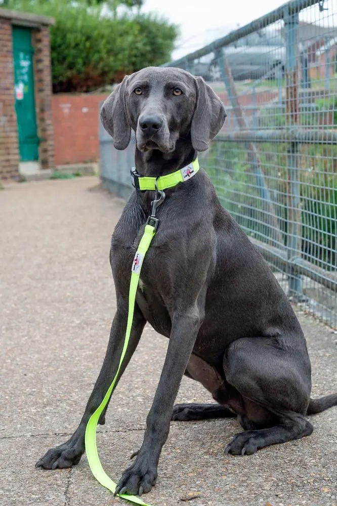 Long Paws Urban Trek-Neon Yellow Collar & Leash (Weimaraner) 3.webp