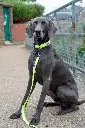 Long Paws Urban Trek-Neon Yellow Collar & Leash (Weimaraner) 3.webp