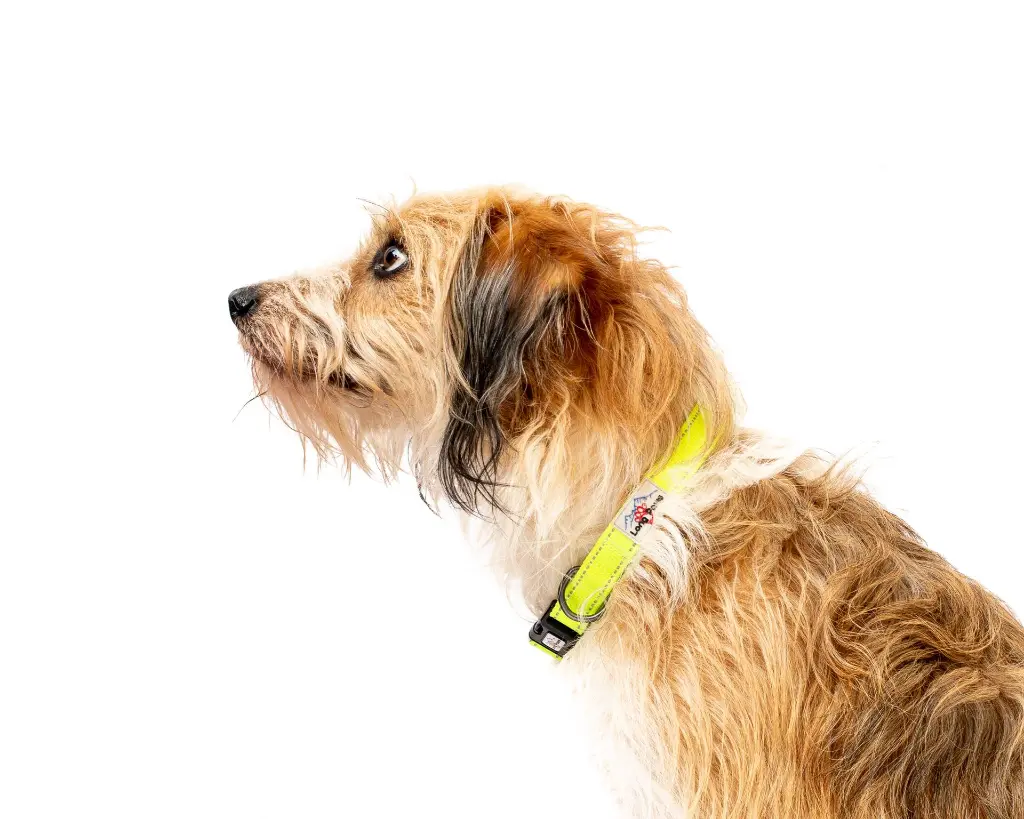 Neon Dog Collar 72.webp