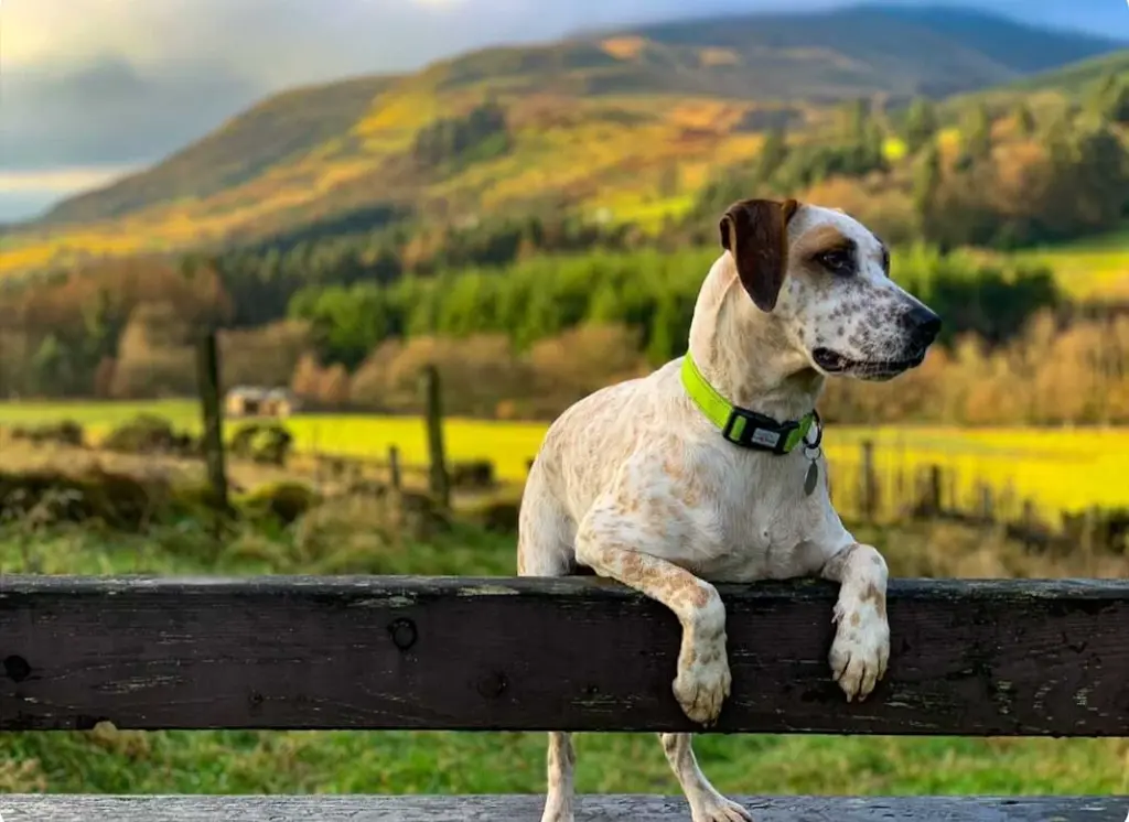 Neon Dog Collar 37.webp