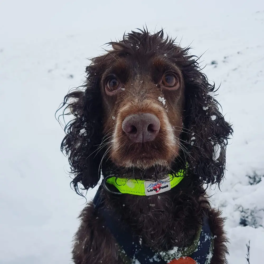 Neon Dog Collar 3.webp