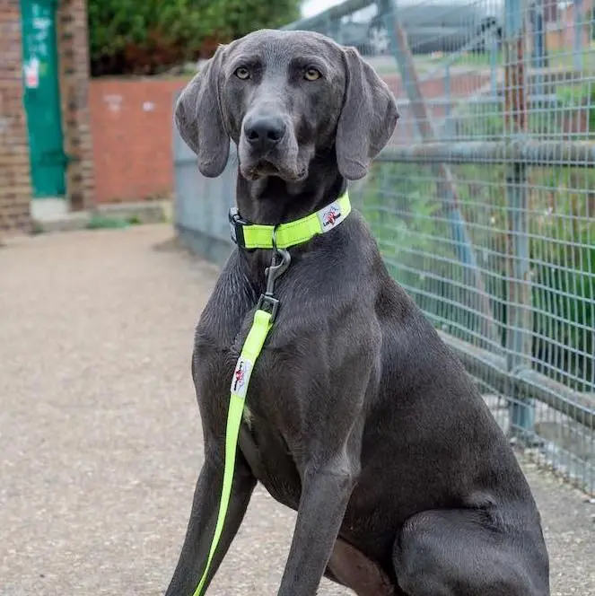 Long Paws Urban Trek-Neon Yellow Collar & Leash (Weimaraner) 3-2.webp