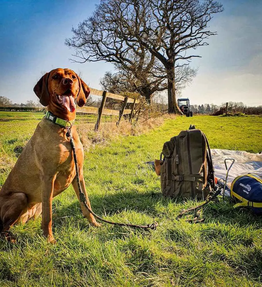 CC - Rope Training Leash & Neaon Collar - Camping 02.webp