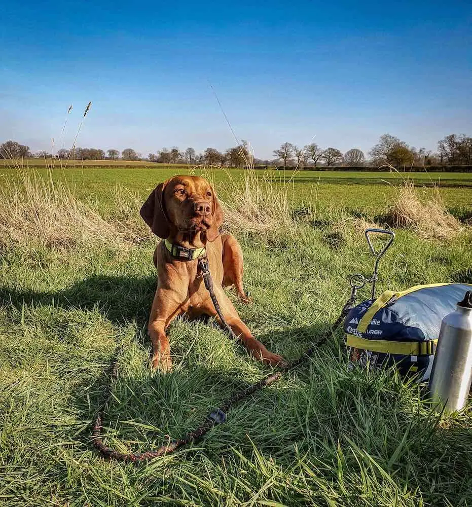 CC - Rope Training Leash & Neon Collar - Camping 01.webp