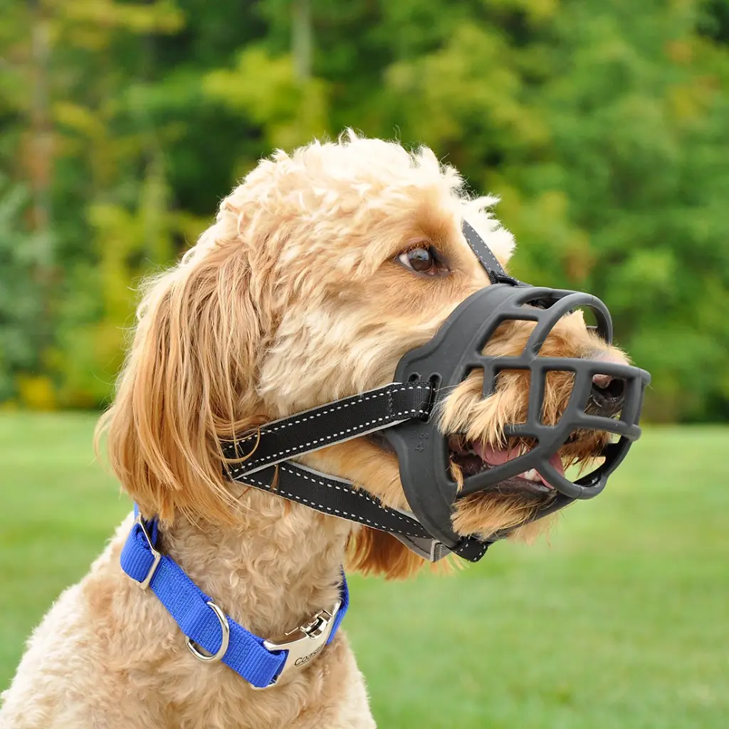 muzzle2.webp