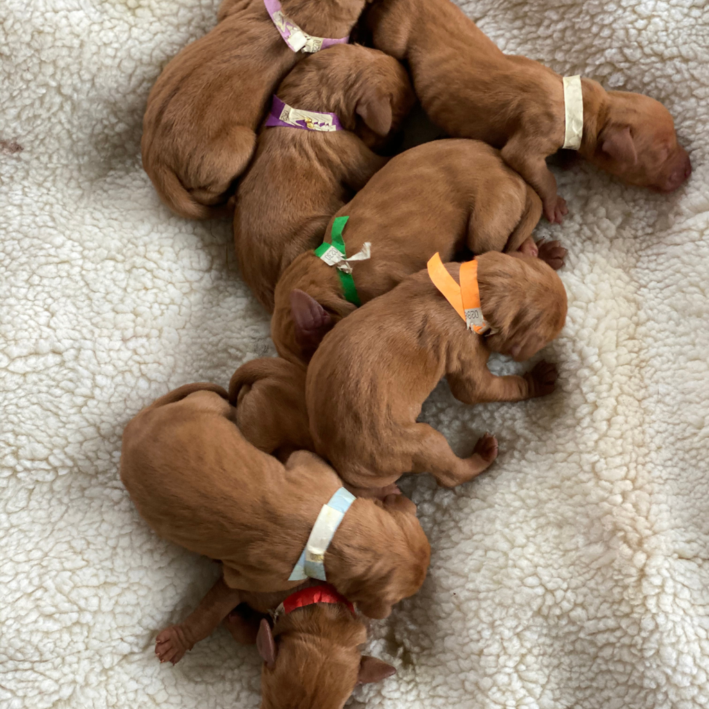 How To Choose A Responsible Dog Breeder